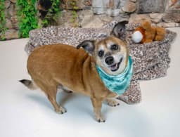Daisey image 3
