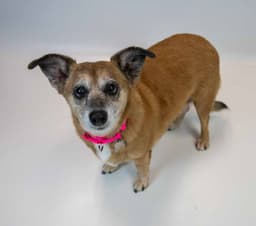 Daisey image 4
