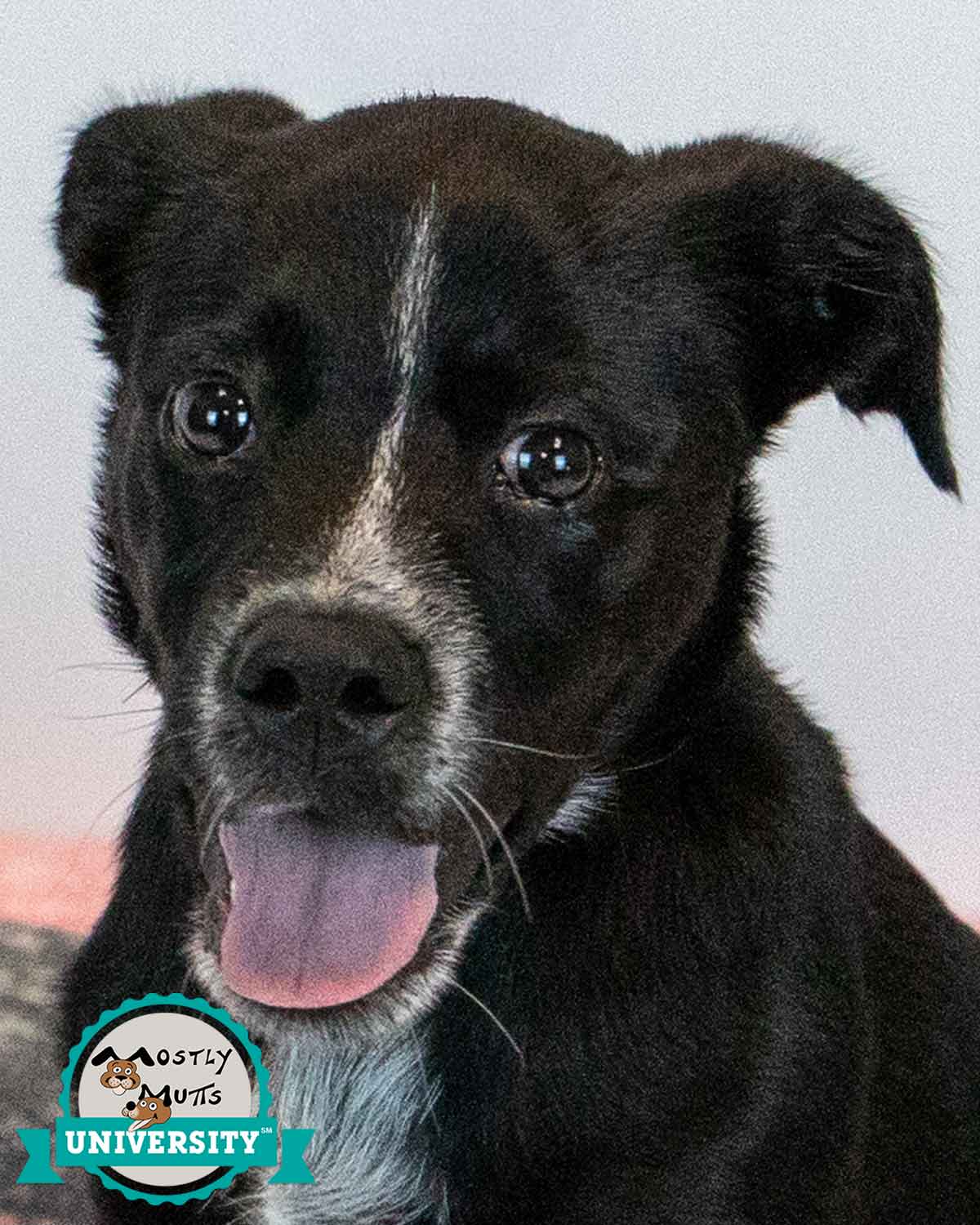 Korra - Labrador Retriever