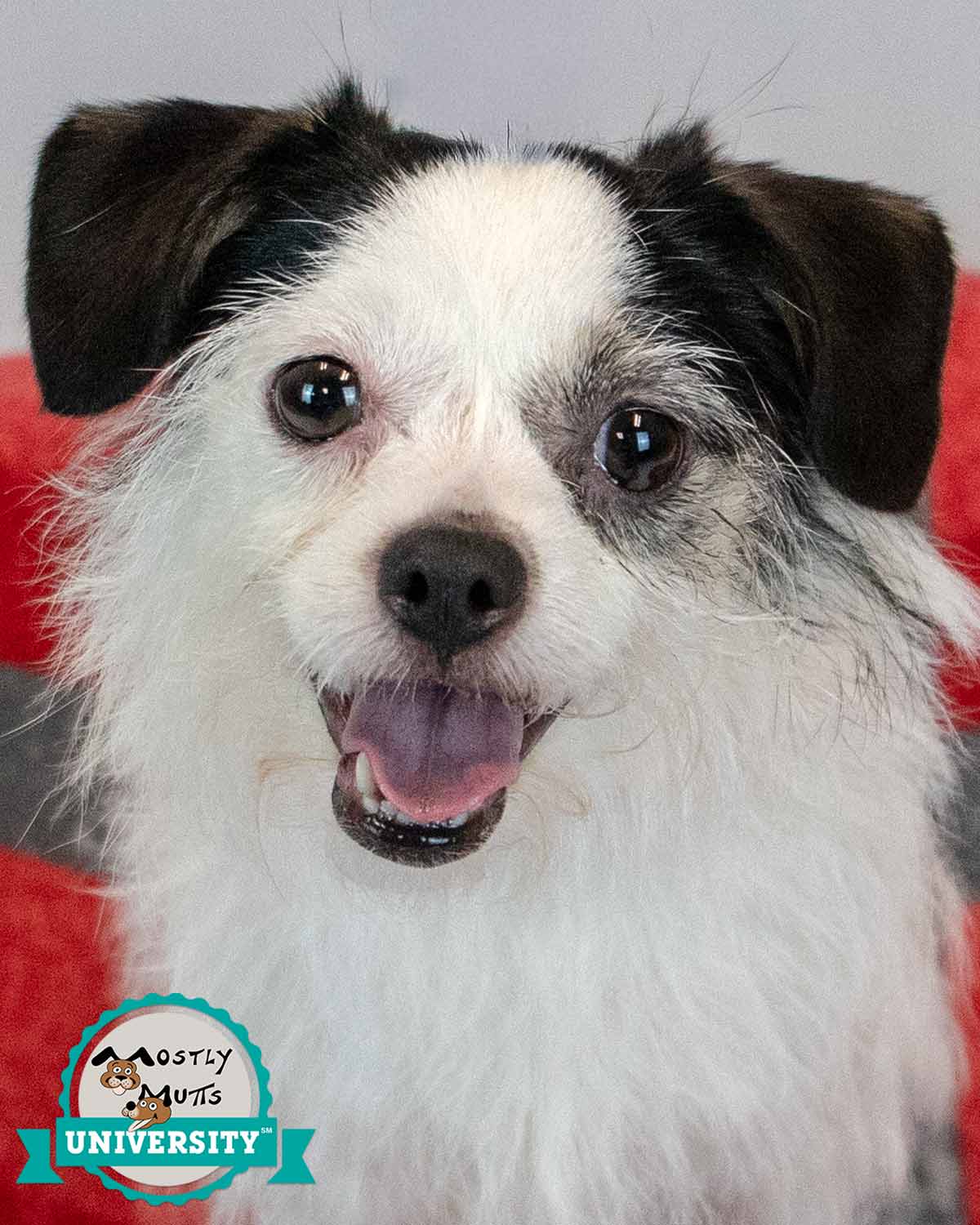 Sassi - Terrier