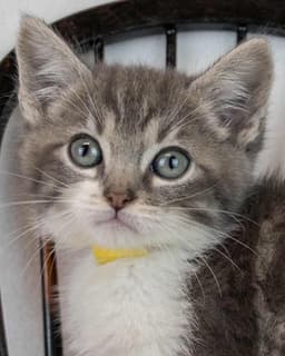 Phoebe image 1