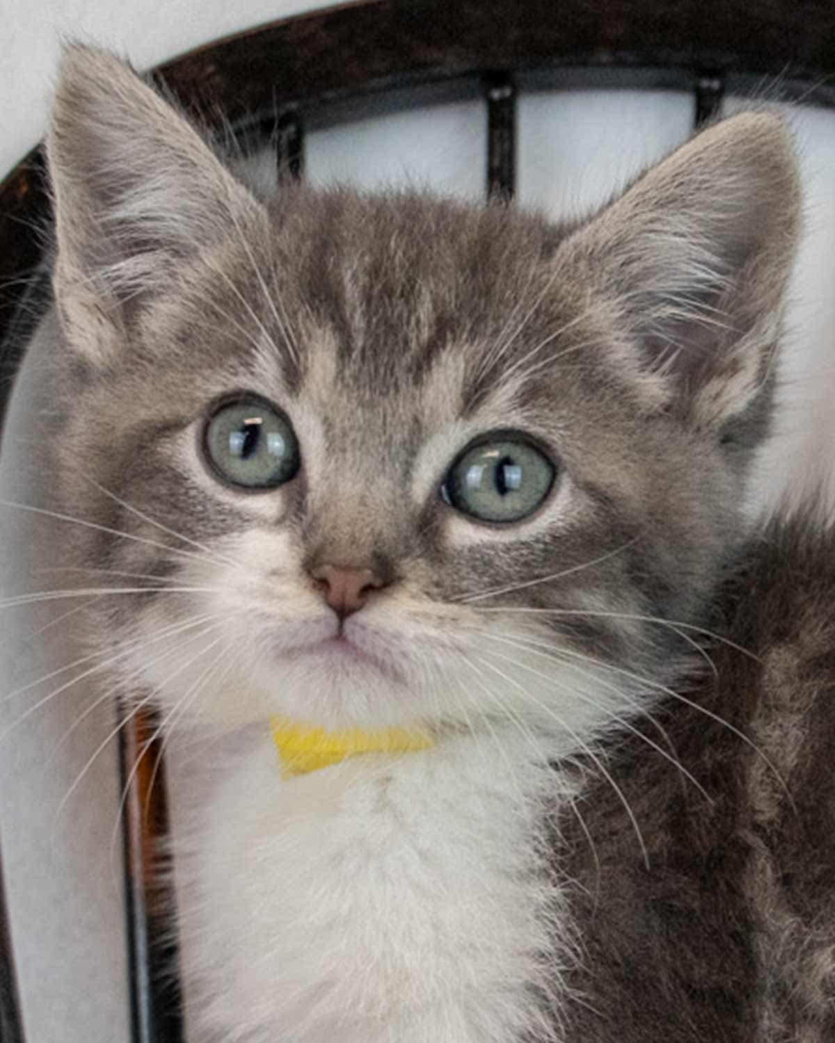 Phoebe - Domestic Short Hair