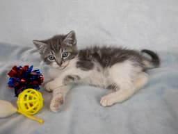Phoebe image 4