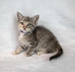 Piper image 2
