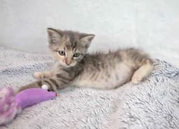 Piper image 4