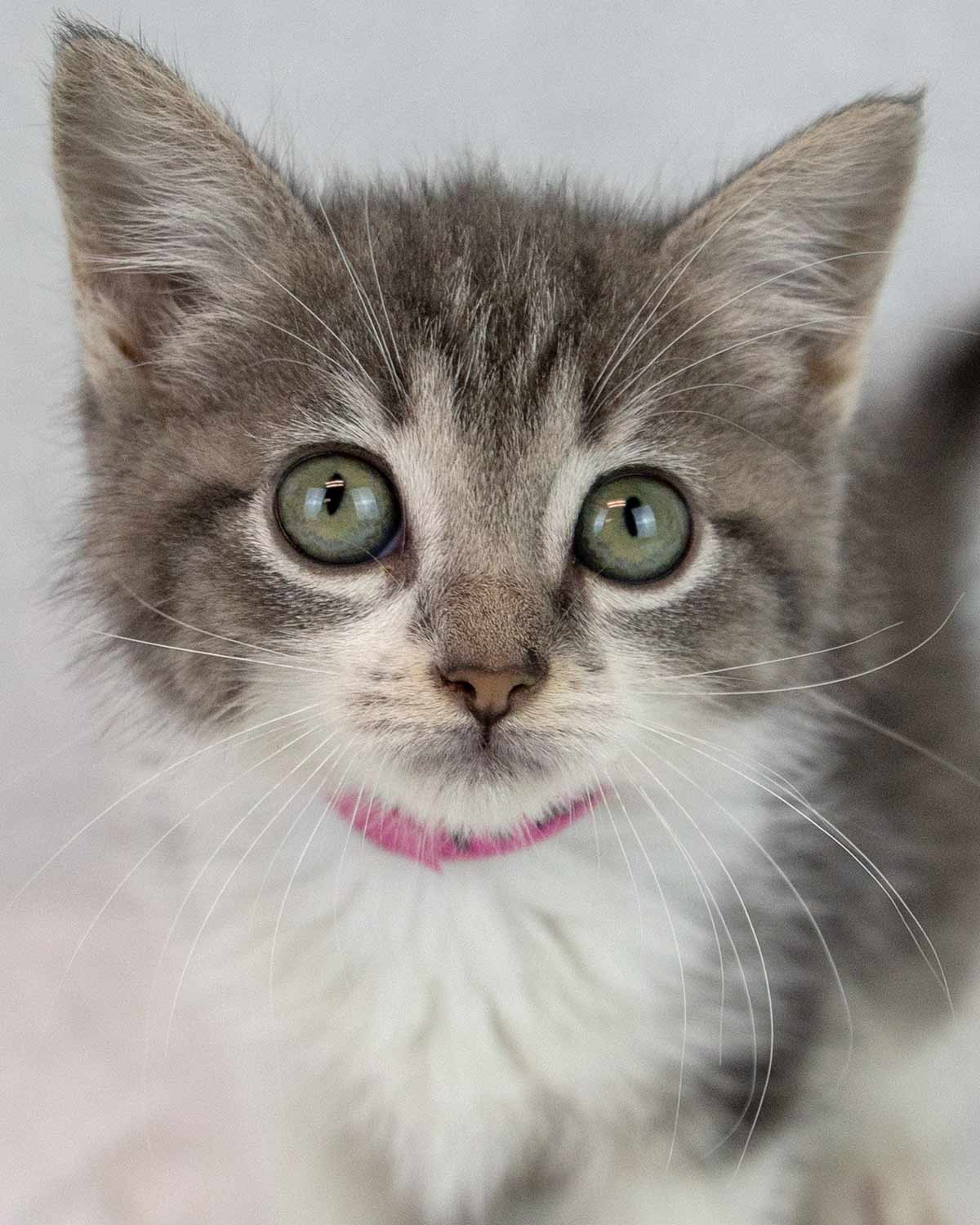 Prue - Domestic Short Hair