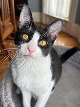 Katie image 1