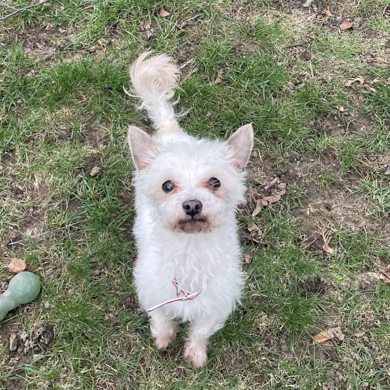 Milton - Yorkshire Terrier Yorkie