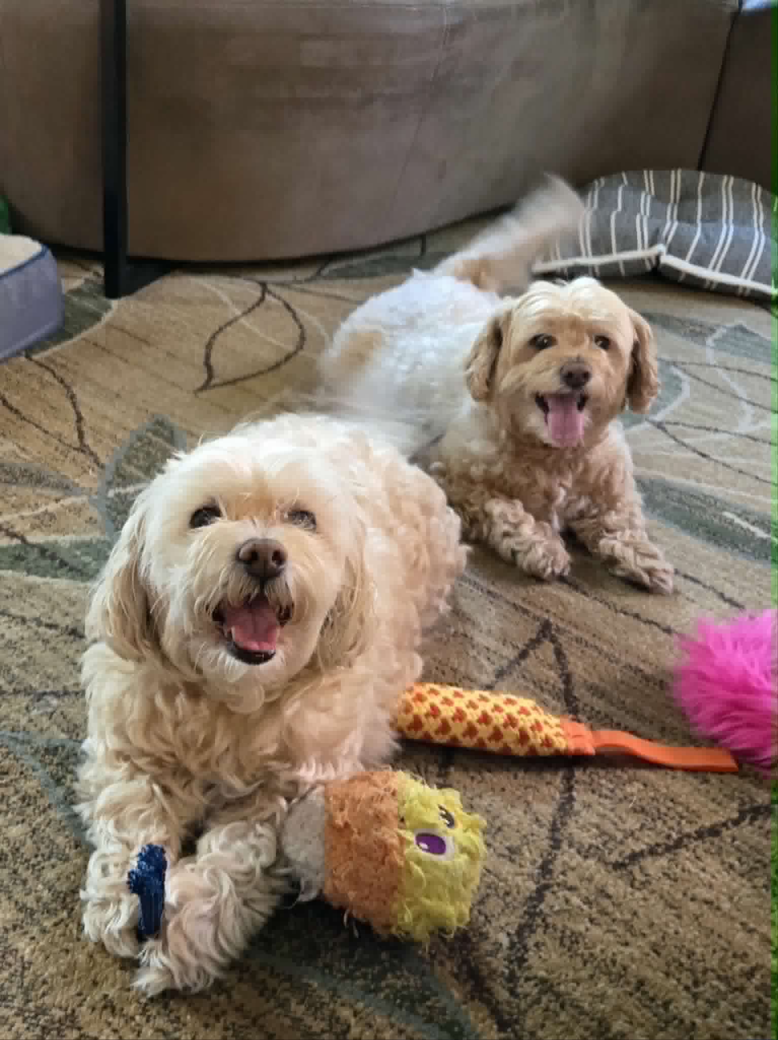 Jena  Zach - Poodle (Miniature)