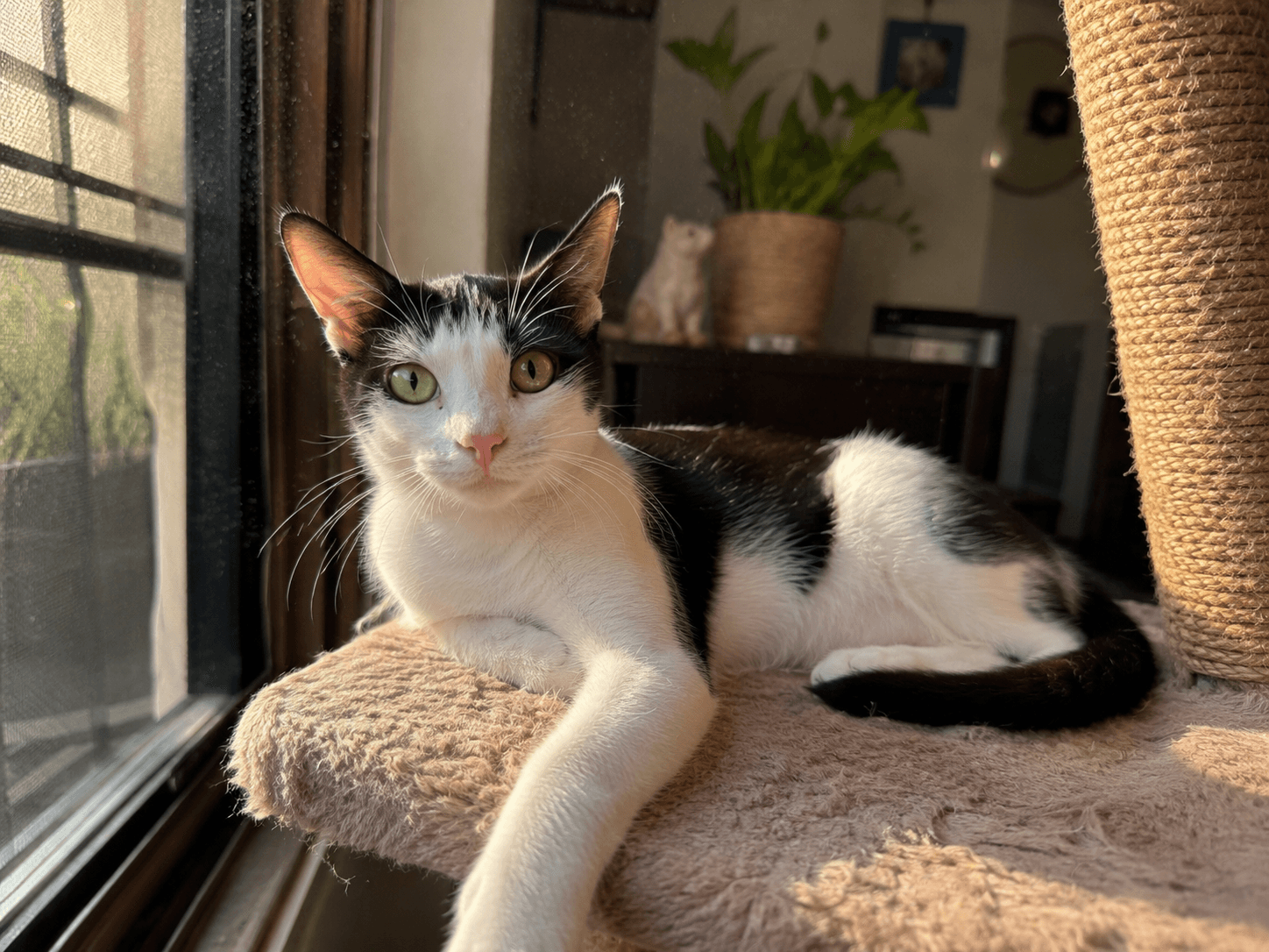 Missy - Domestic Short Hair