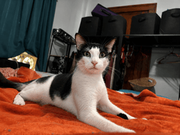 Missy image 2