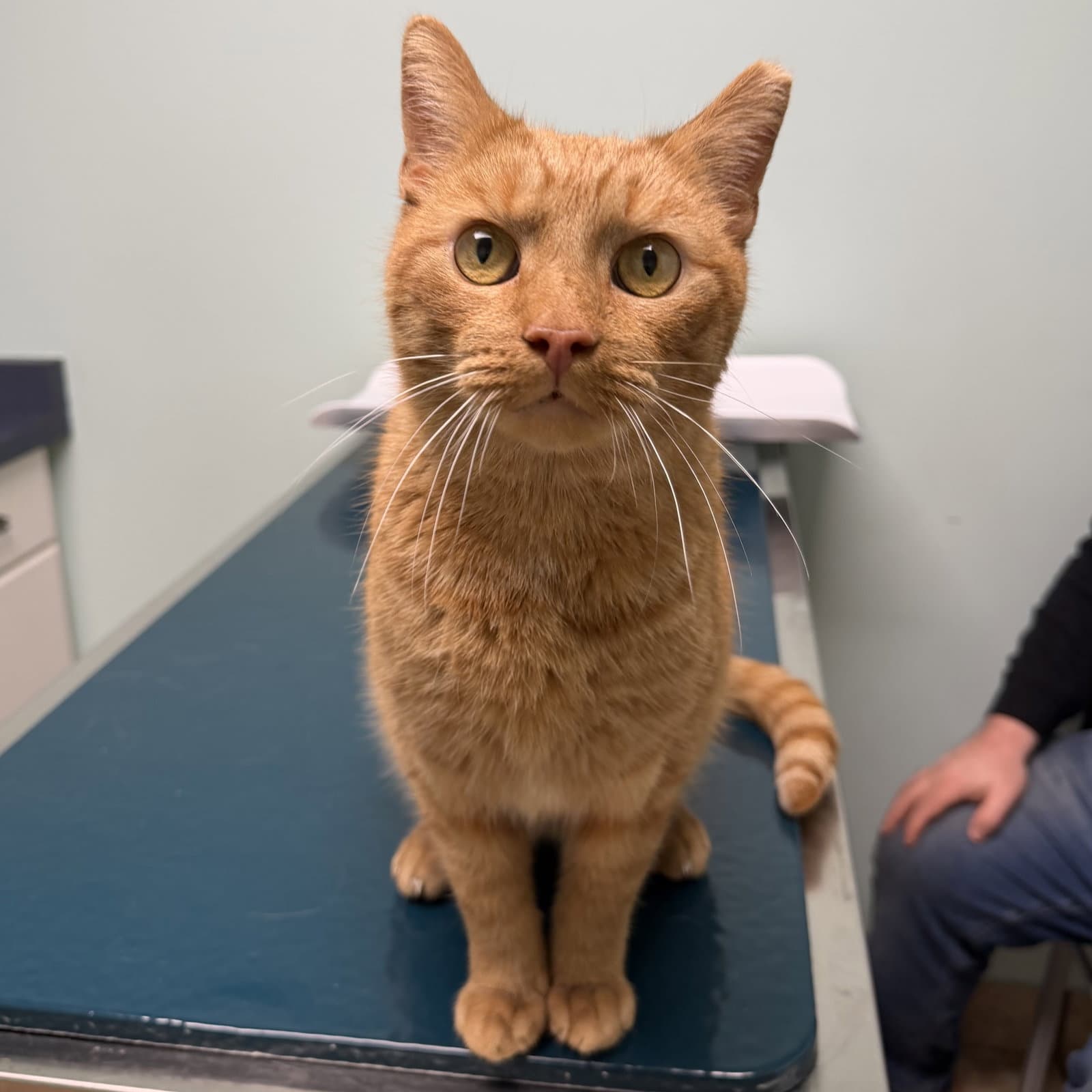 Oj - Domestic Short Hair
