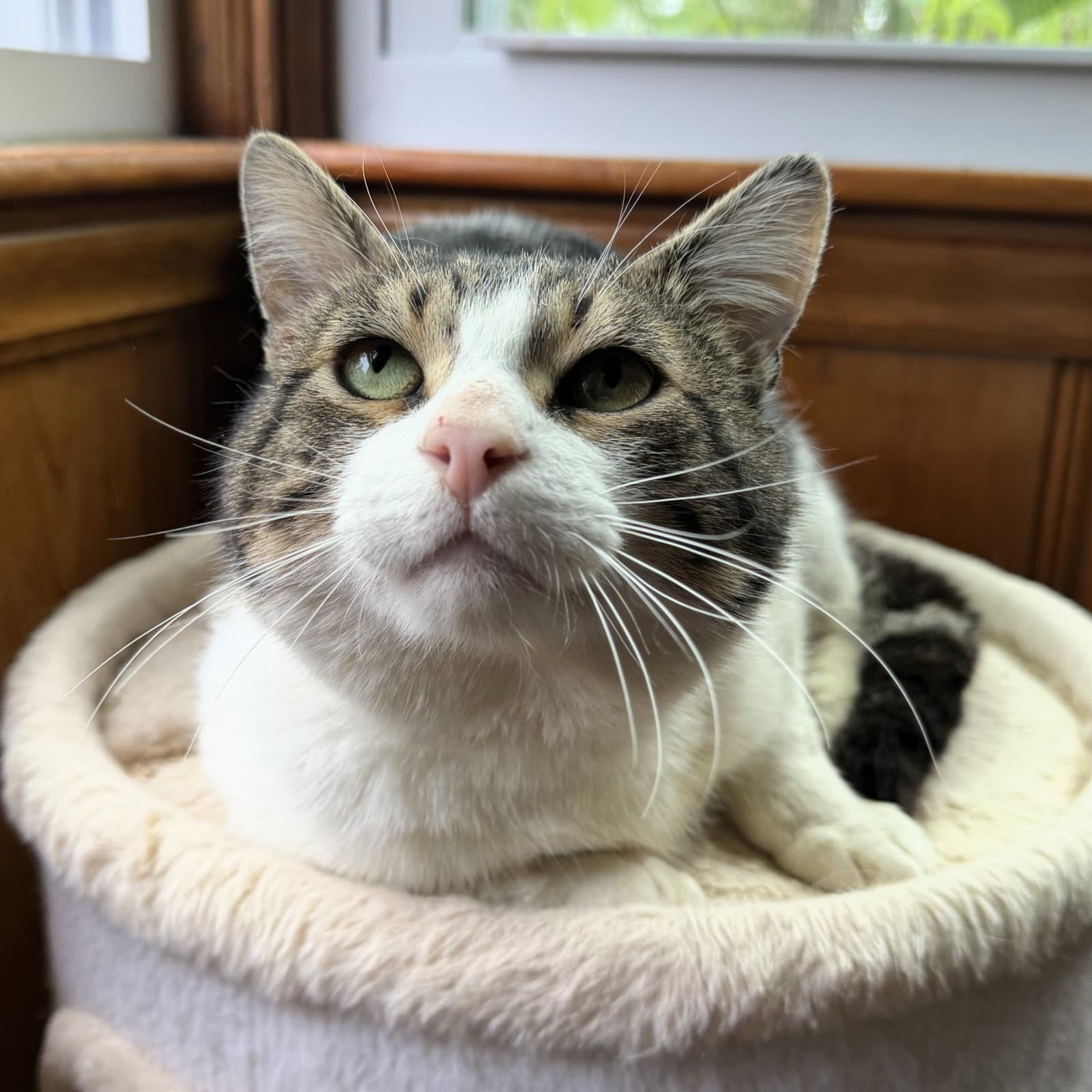 Forest - Domestic Short Hair