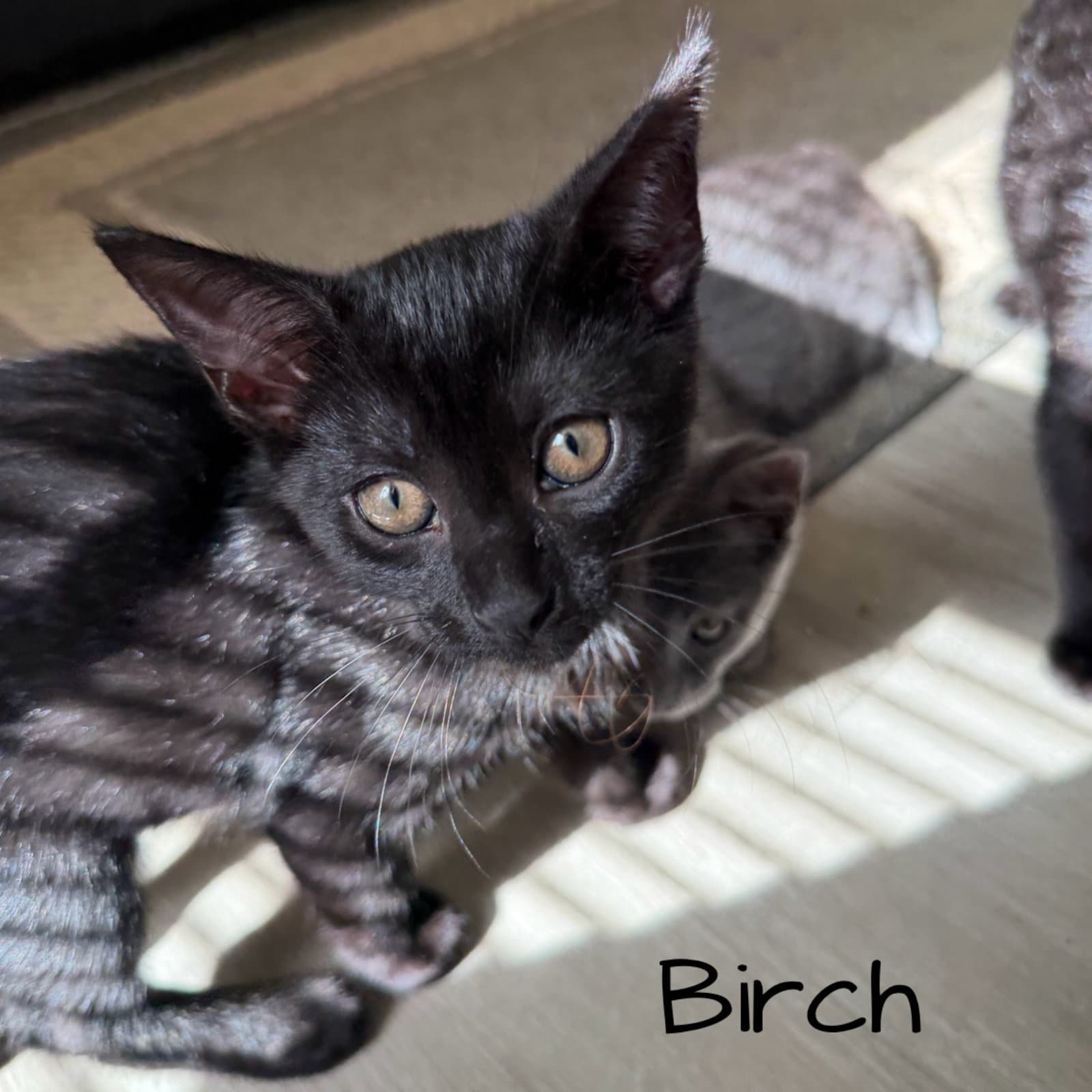 Birch - Domestic Short Hair