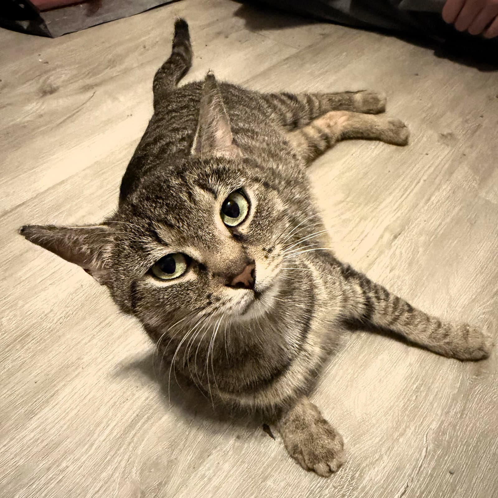 Magnolia - Domestic Short Hair