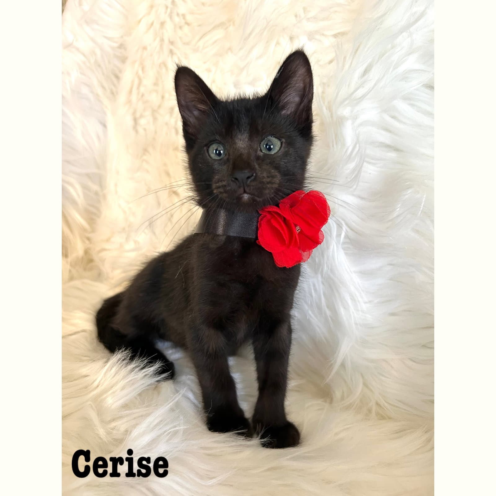 Cerise - Domestic Short Hair