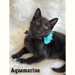 Aquamarine image 2