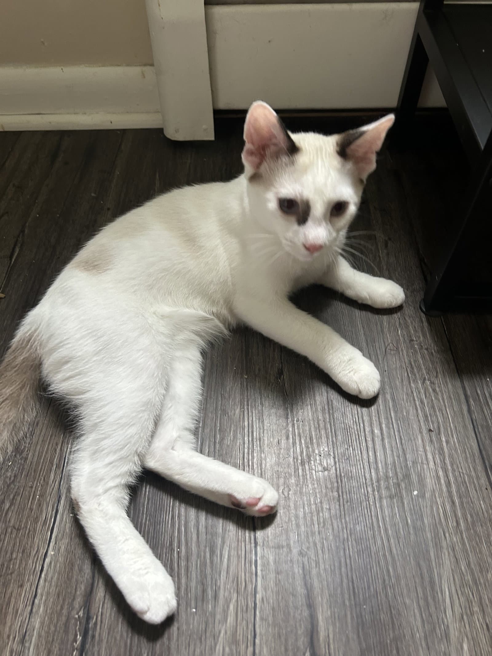 Bert  Ernie - Domestic Short Hair