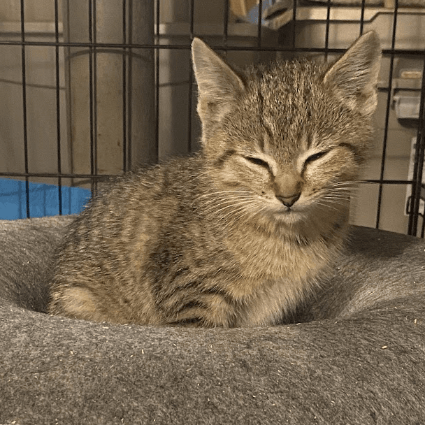 Tiger Baby - Domestic Short Hair