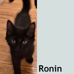 Ronin image 1