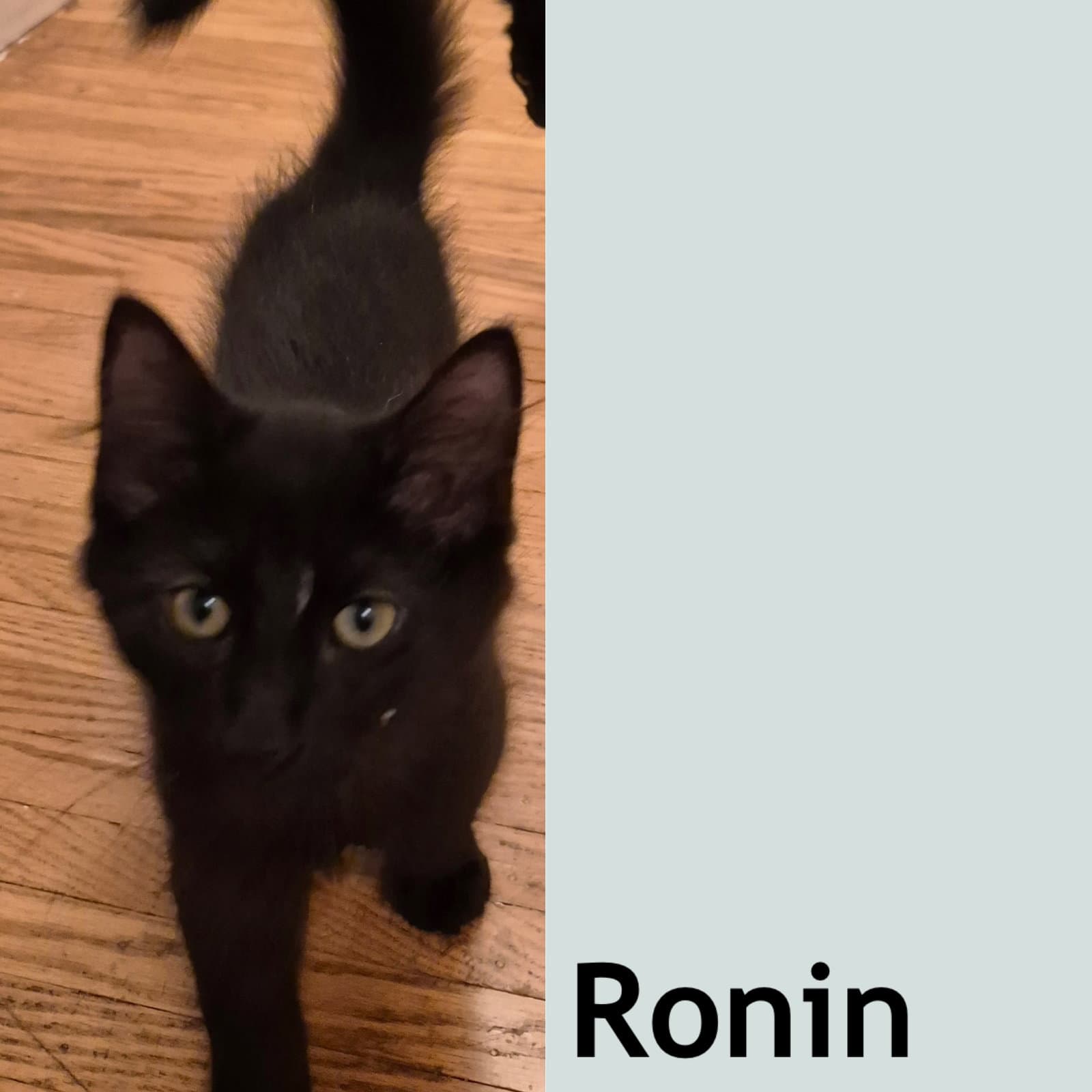 Ronin - Domestic Short Hair