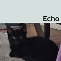 Echo image 1