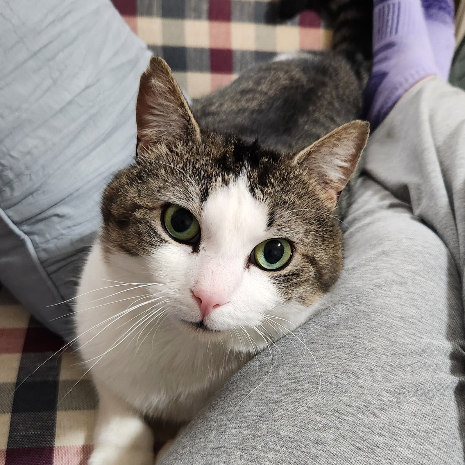 Sasha - Domestic Short Hair