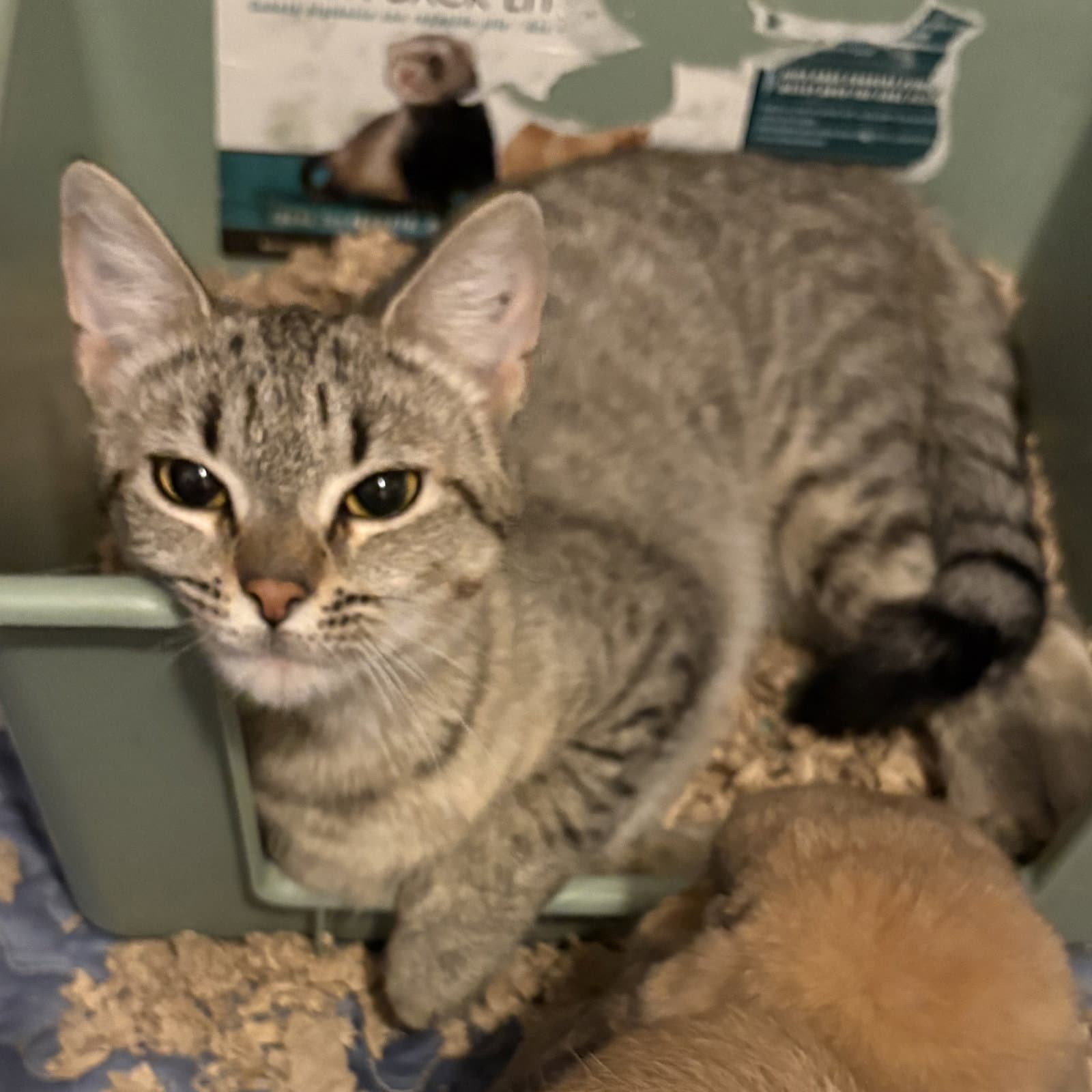 Calista - Domestic Short Hair