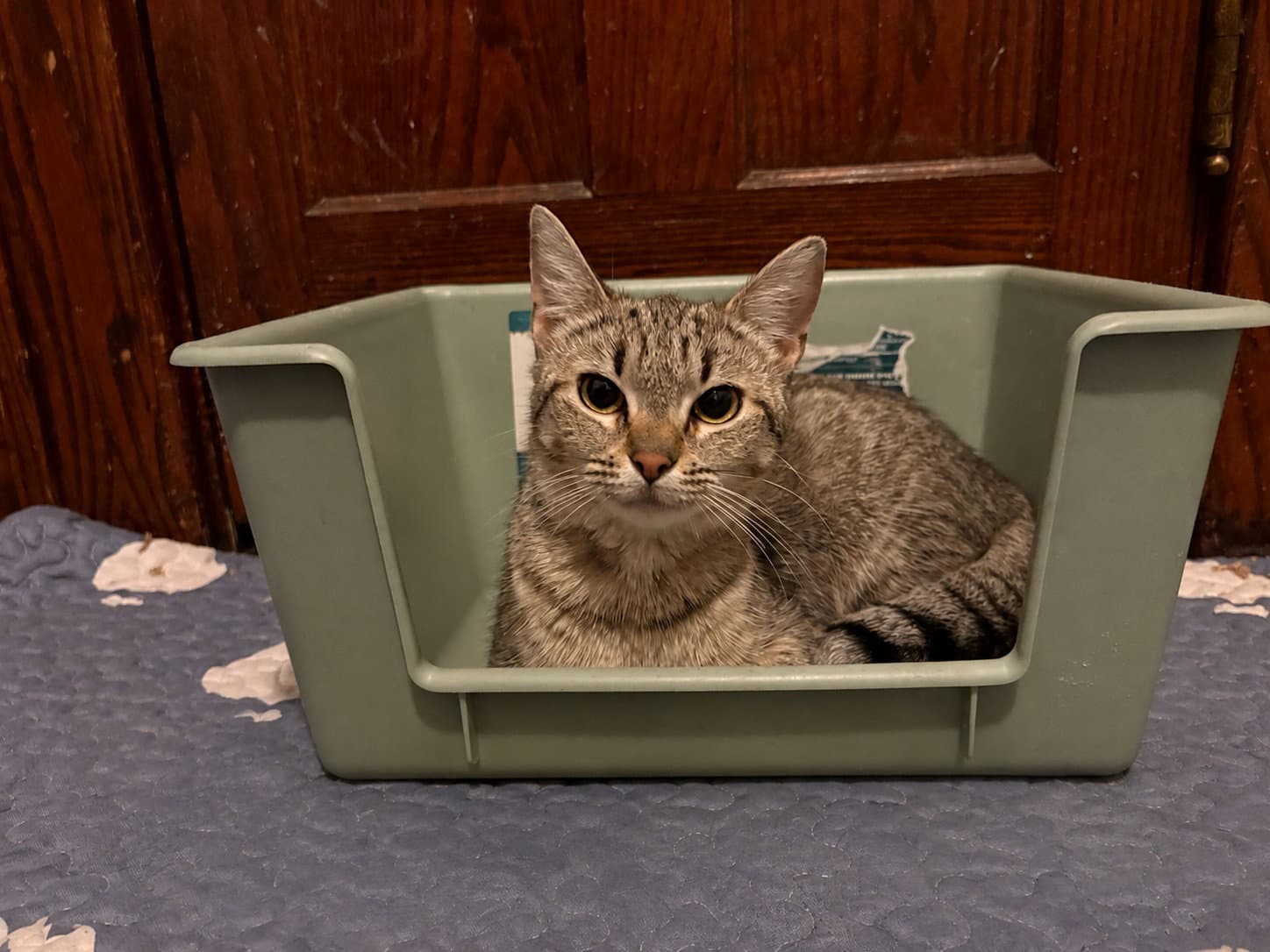 Calista - Domestic Short Hair