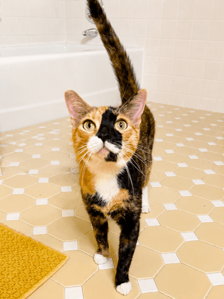 Blaze - Domestic Short Hair