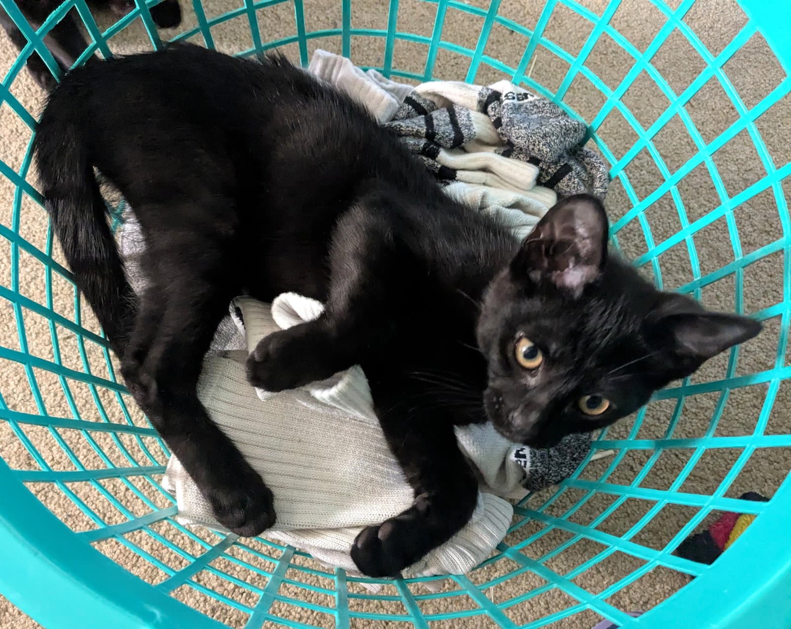Charcoal - Domestic Short Hair