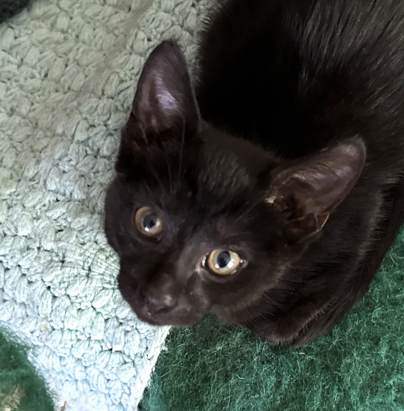 Soot - Domestic Short Hair