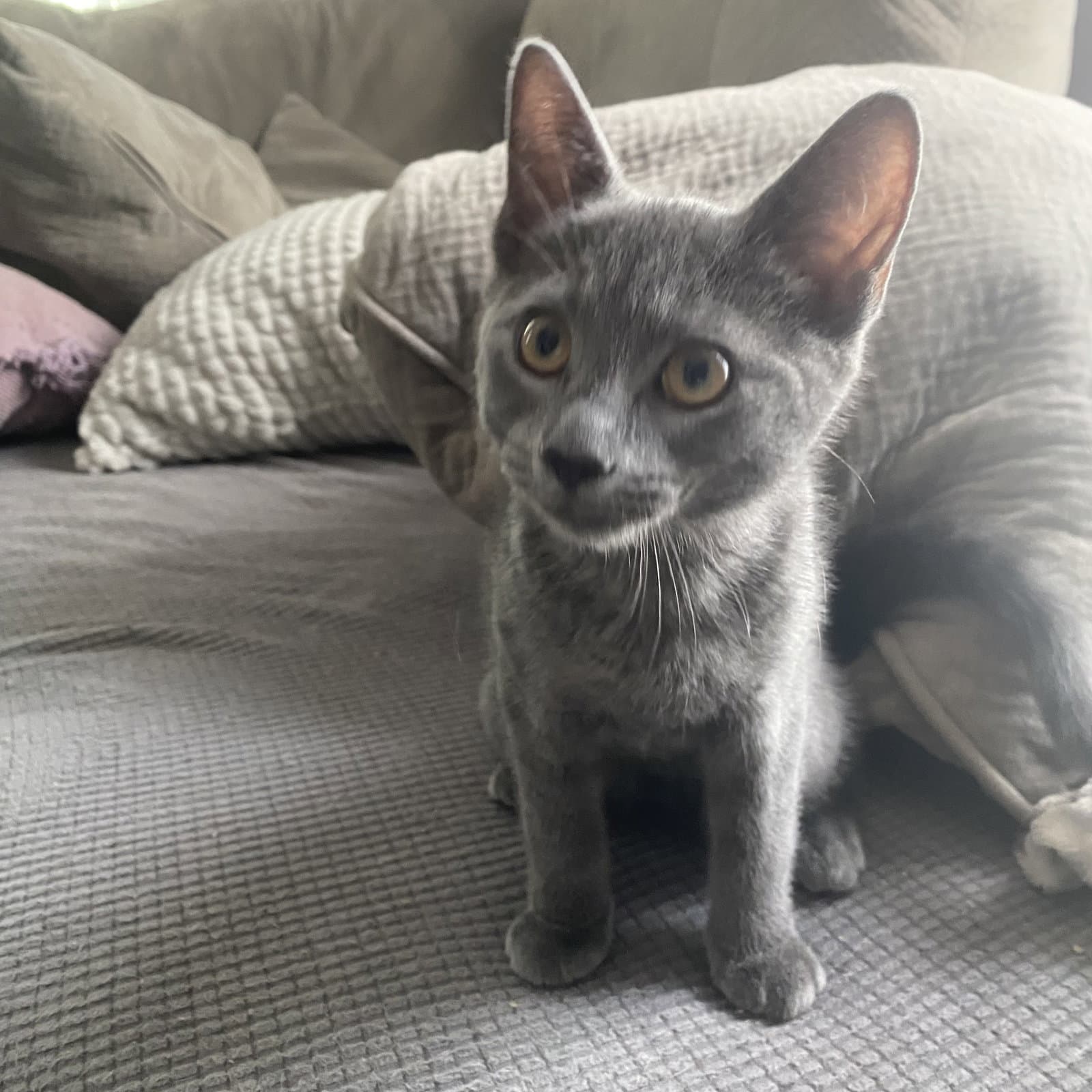 Elliott - Domestic Short Hair