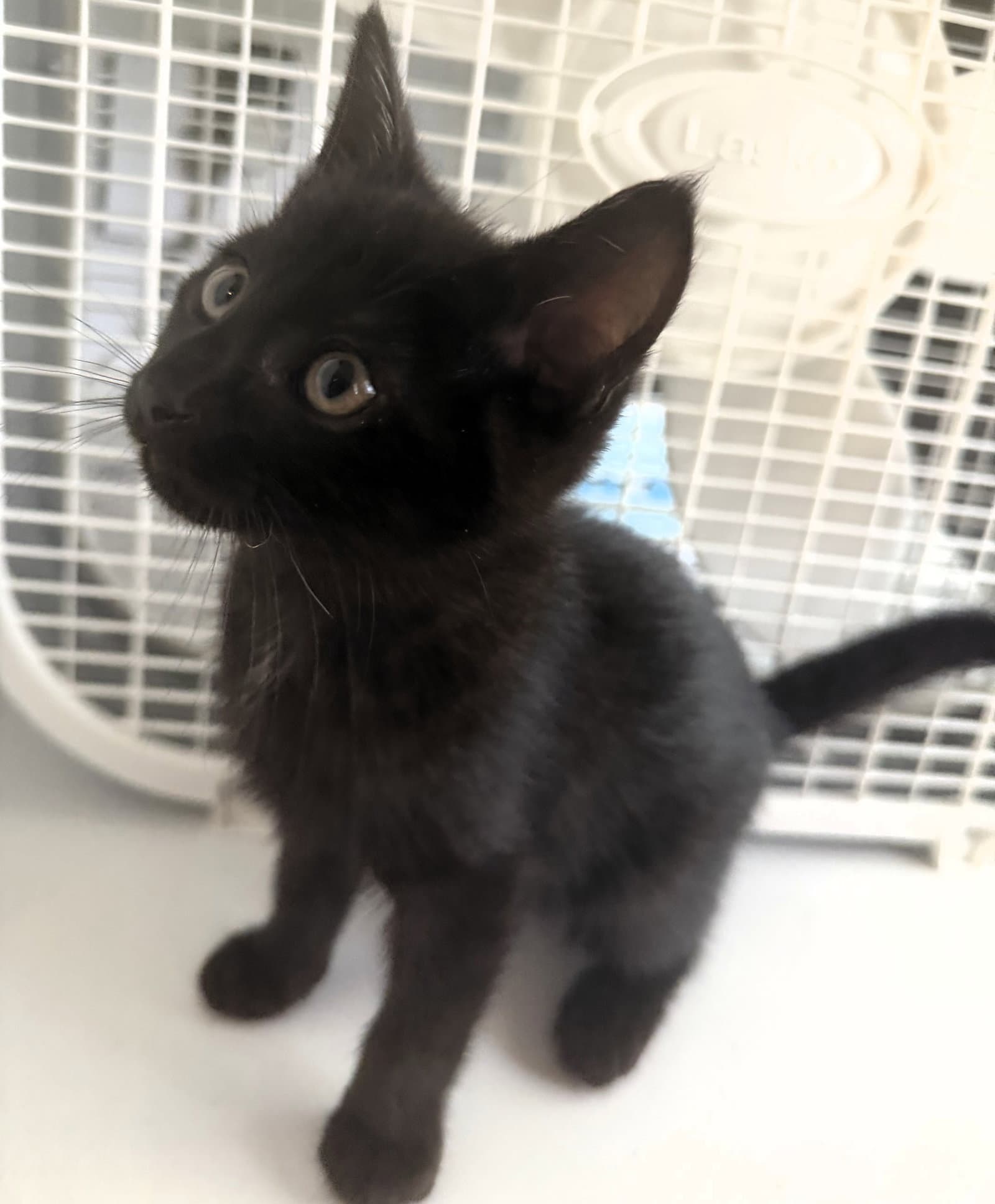 Spruce - Domestic Short Hair
