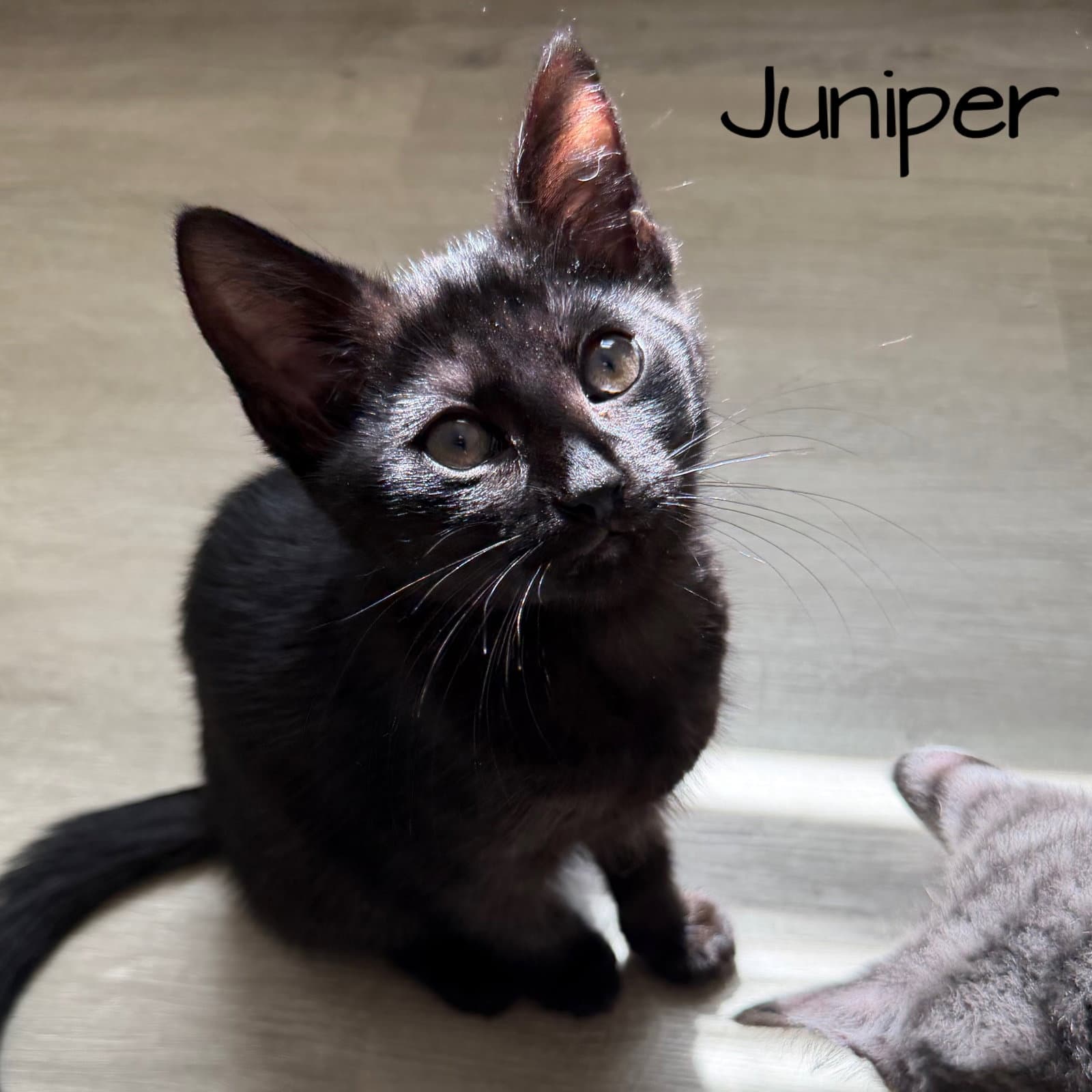 Juniper - Domestic Short Hair
