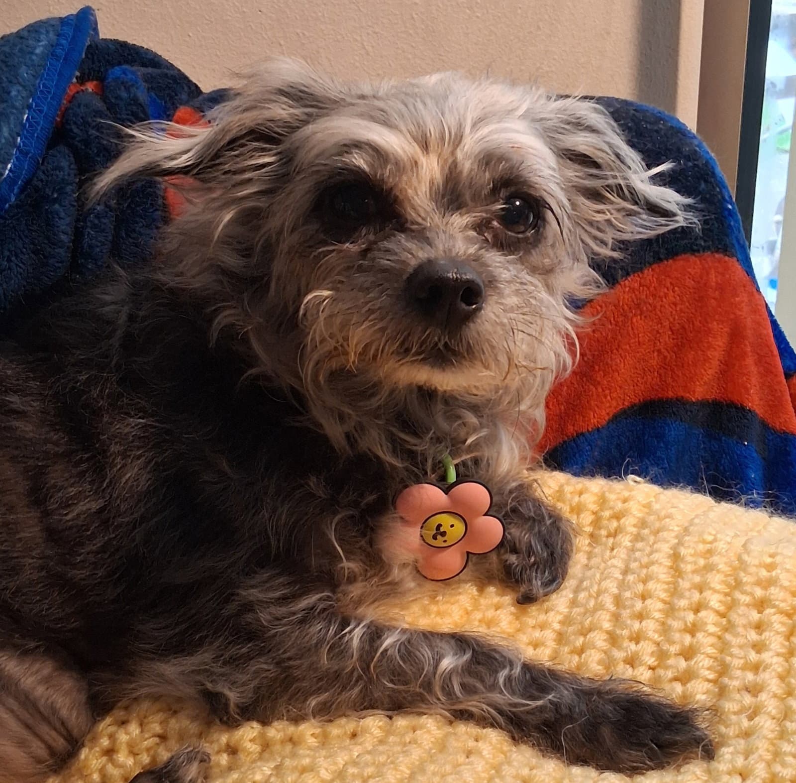 Luna - Yorkshire Terrier Yorkie