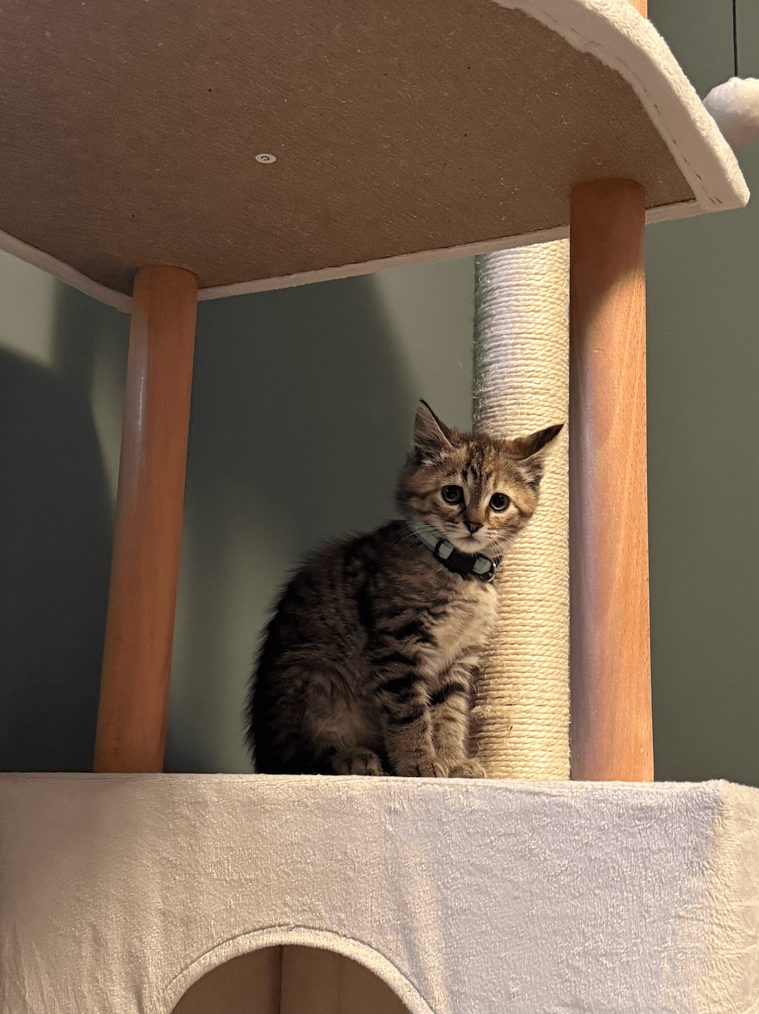 Guppy - Domestic Medium Hair