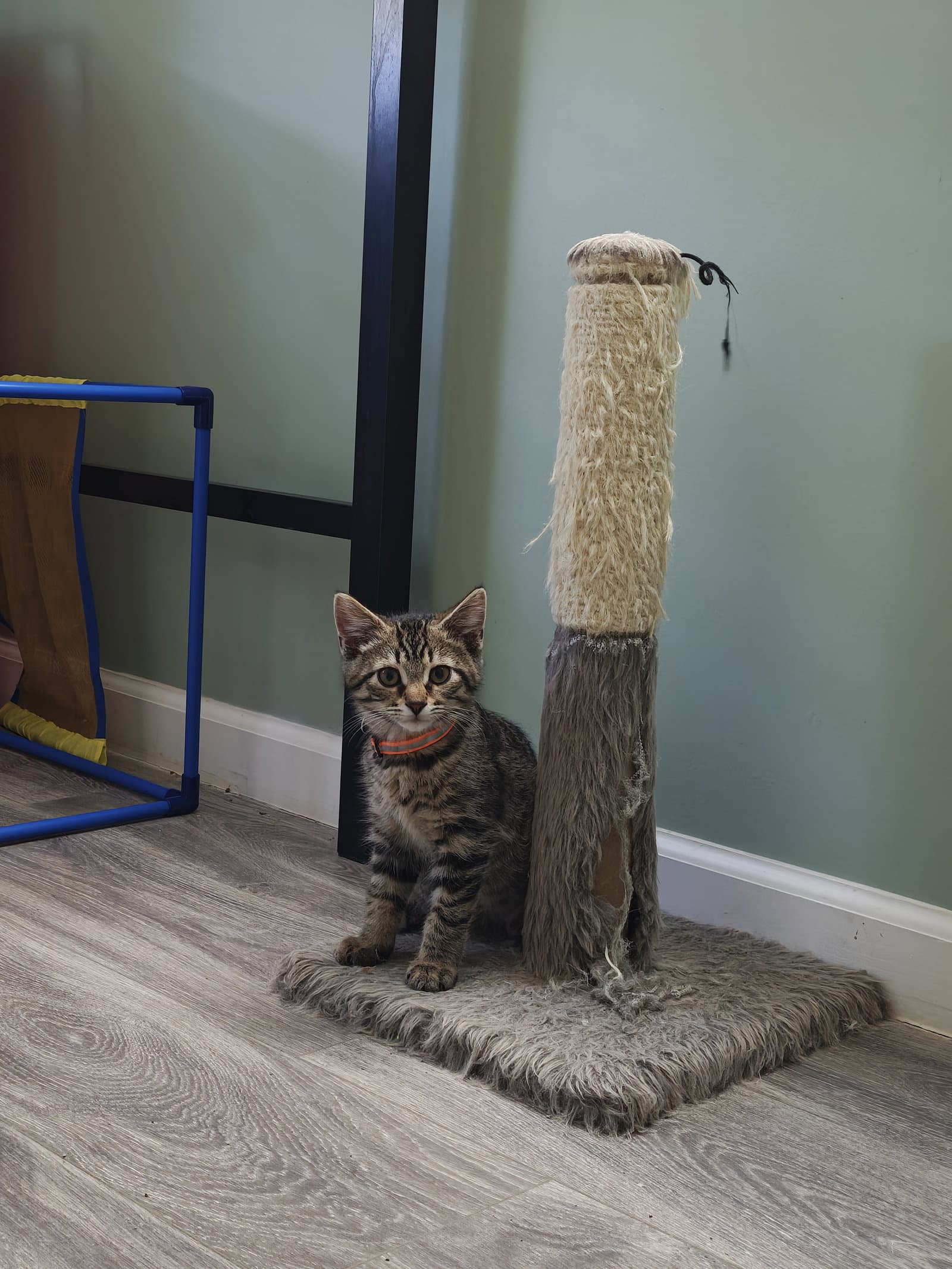 Jazzy - Domestic Medium Hair
