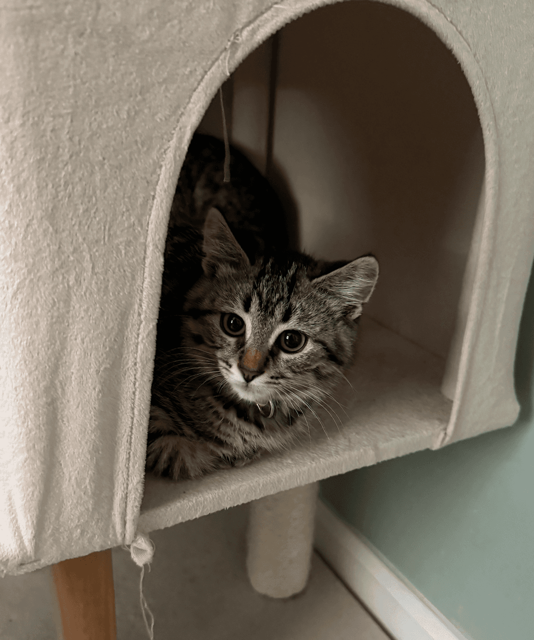 Sesame - Domestic Medium Hair