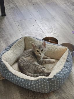 Willow image 2