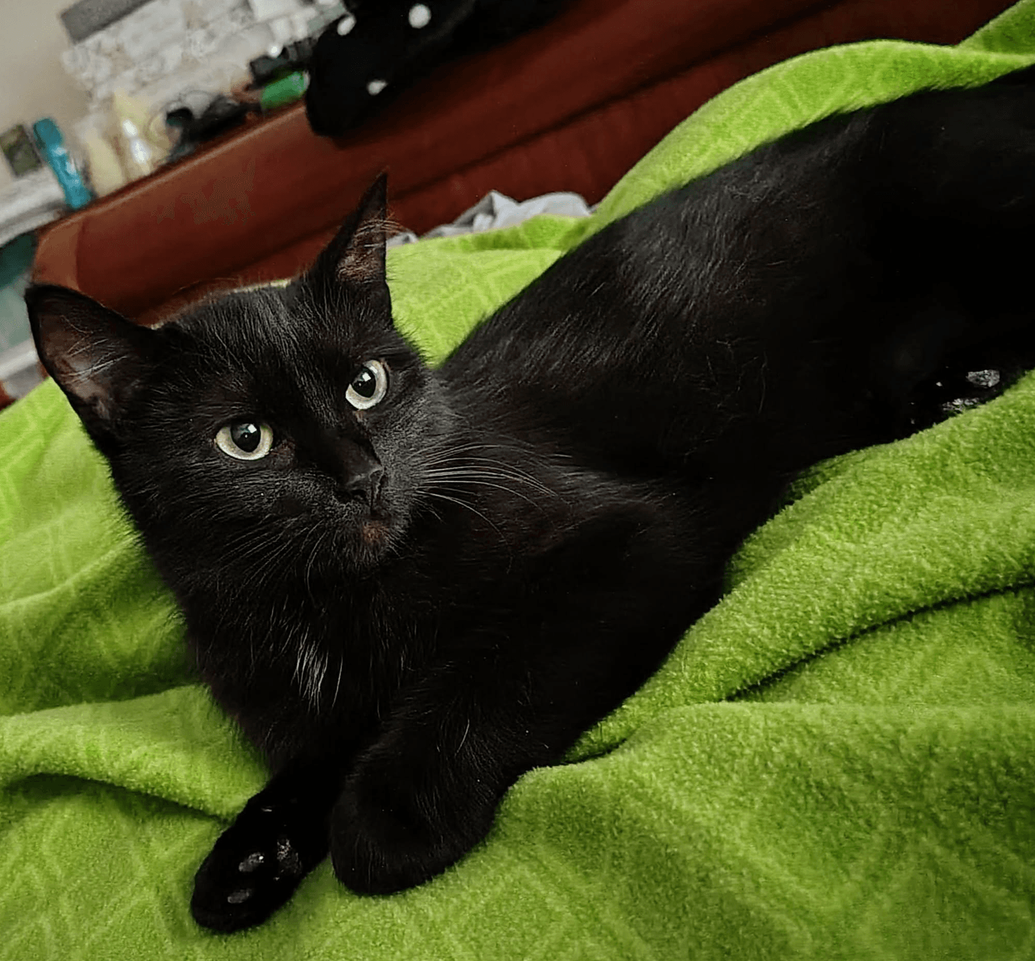 Umami - Domestic Short Hair