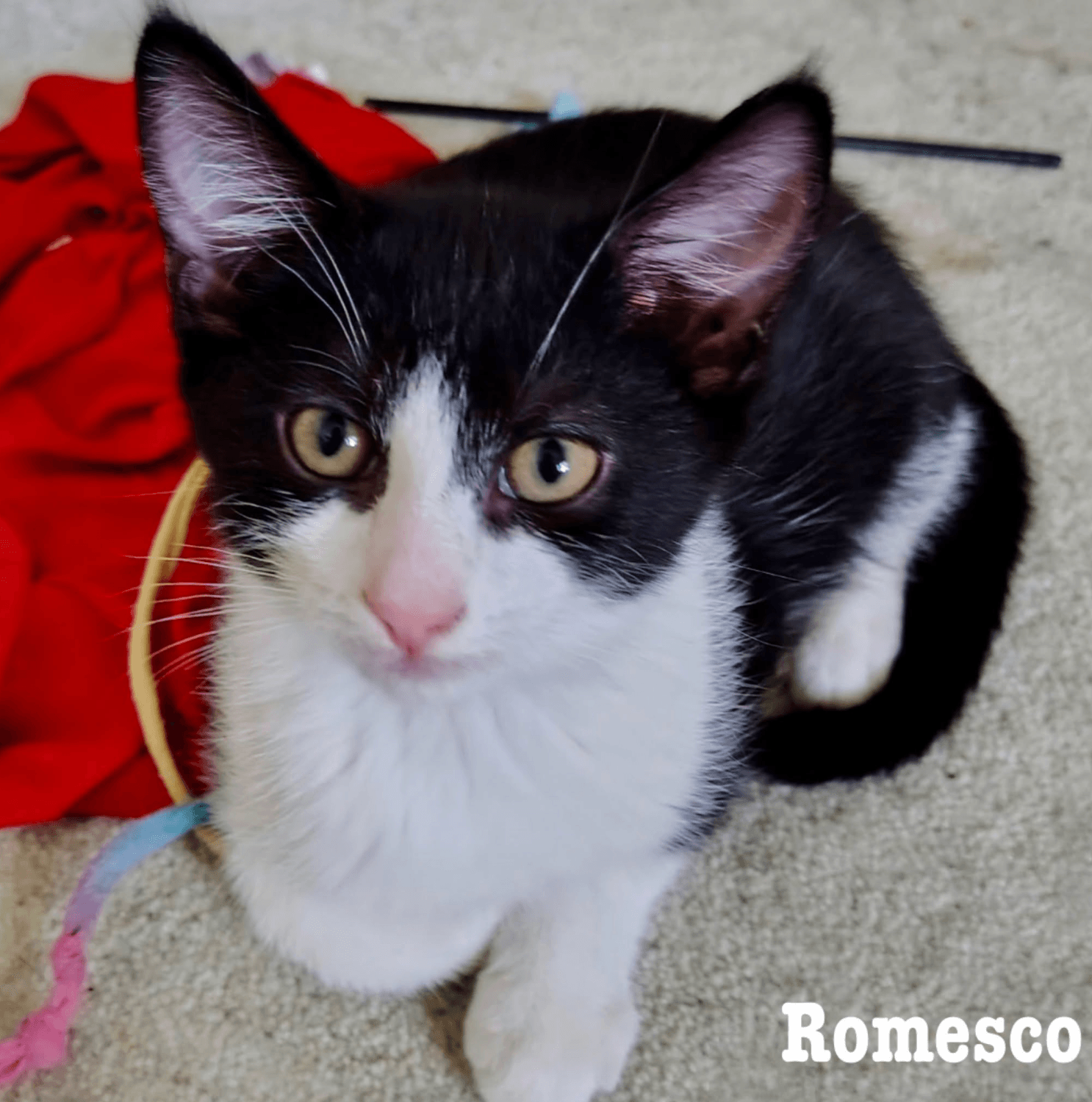 Romesco - Domestic Short Hair