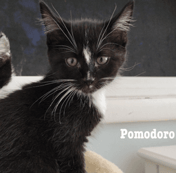 Pomodoro image 1
