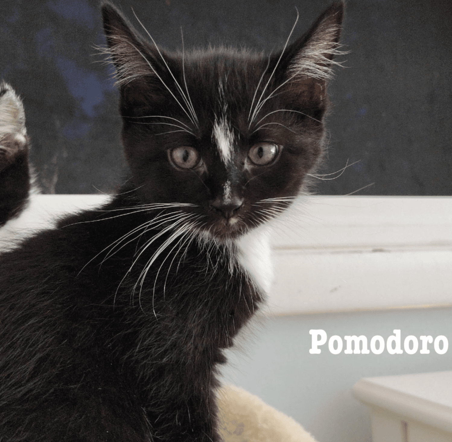 Pomodoro - Domestic Short Hair