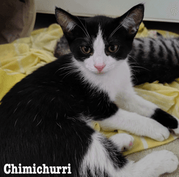 Chimichurri image 1