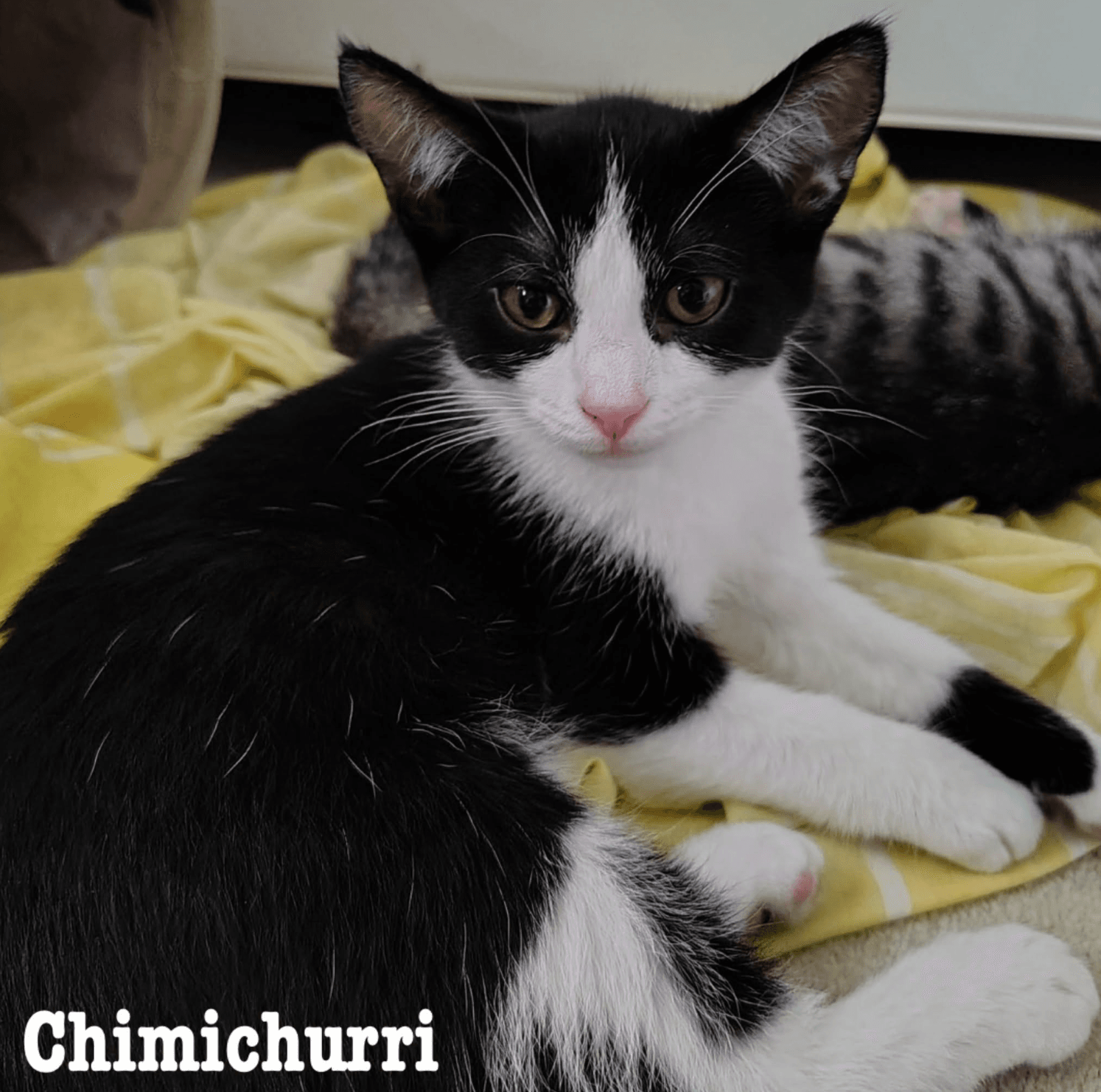 Chimichurri - Domestic Short Hair