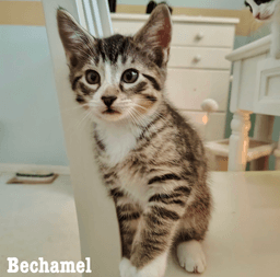 Bechamel image 1