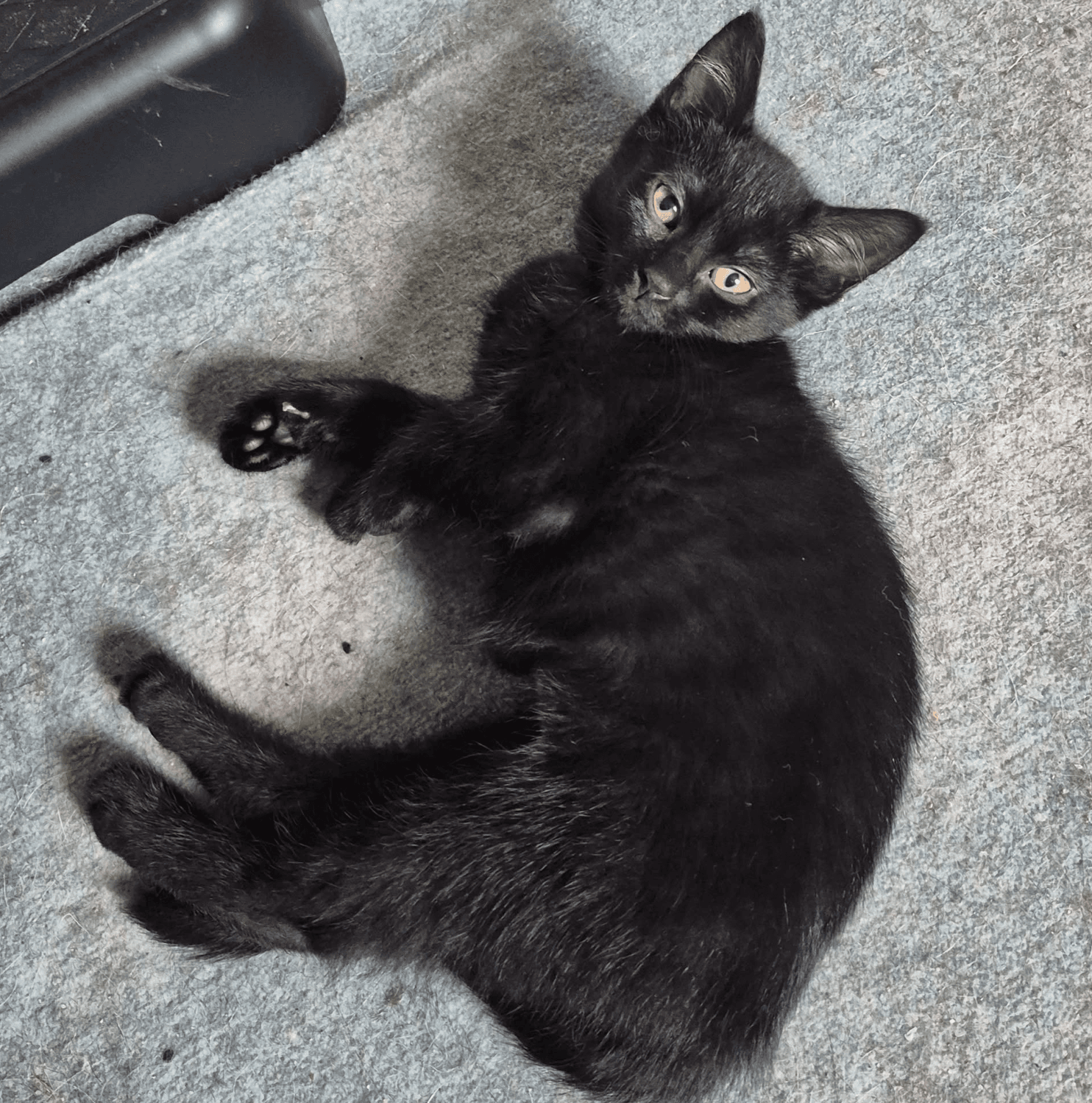 Indee - Domestic Short Hair