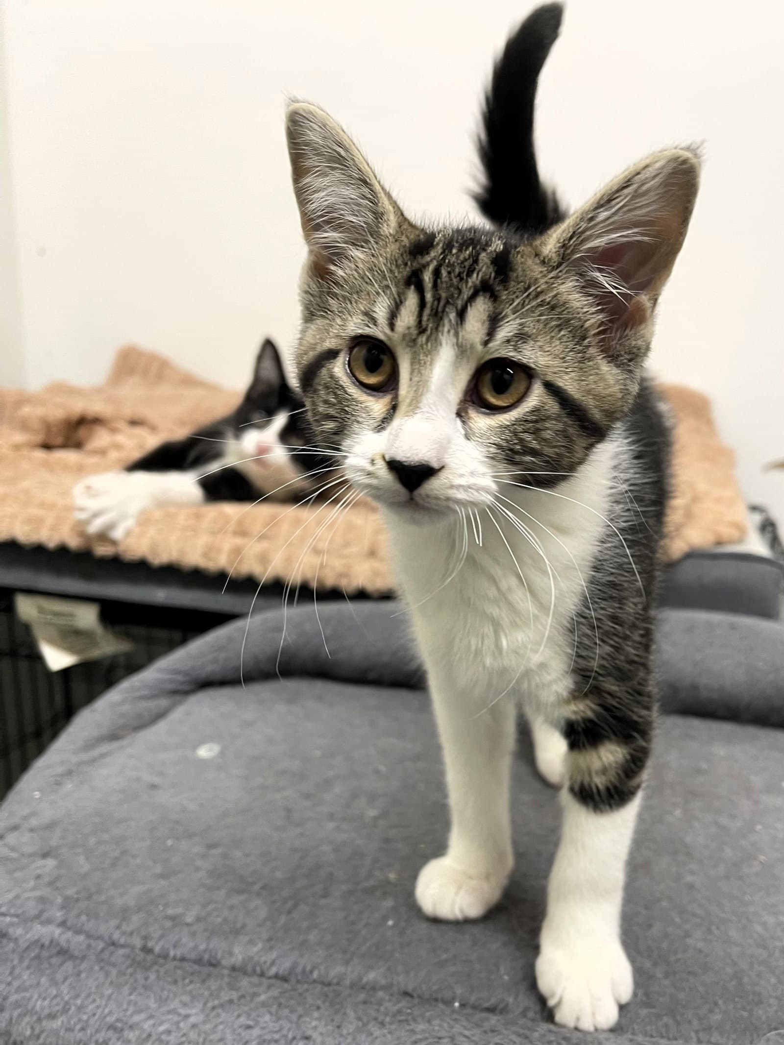 Snuffleupagus - Domestic Short Hair
