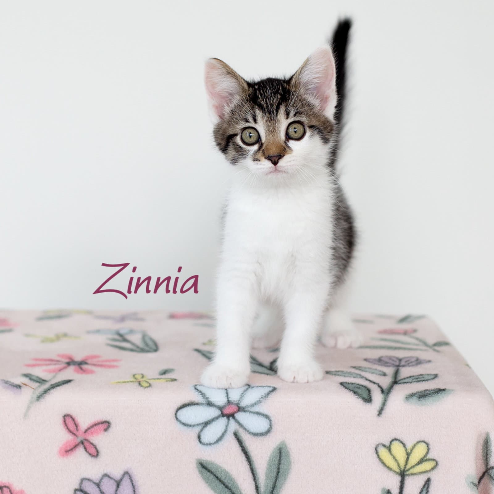 Zinnia - Domestic Short Hair